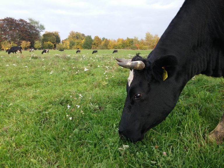 Viehzucht Hof Medewege