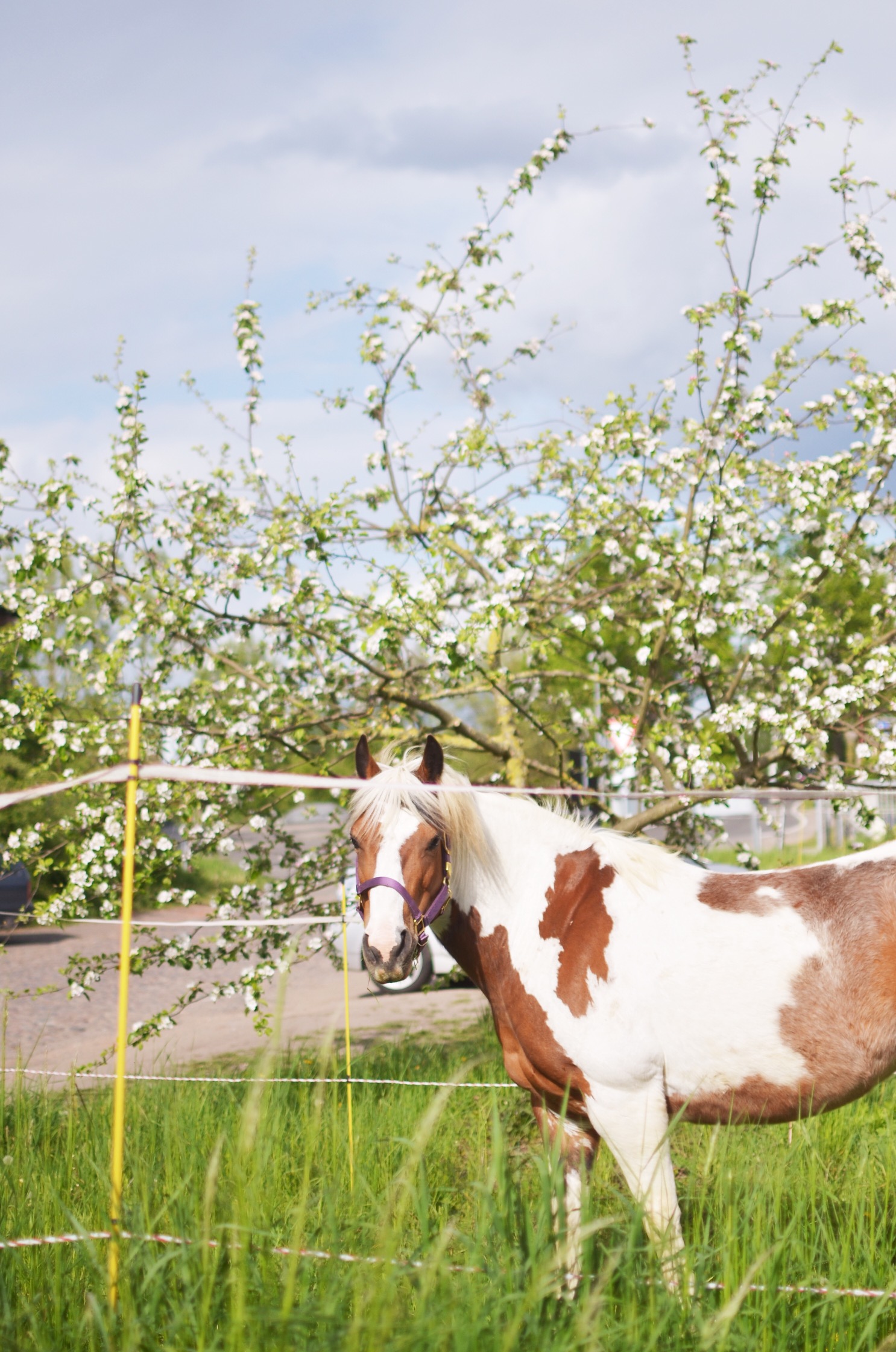 Pferdestall Hof Medewege