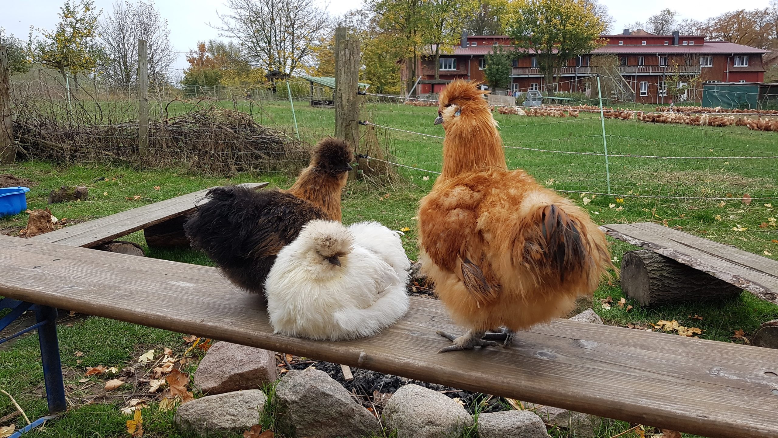 Die Seidenhühner Ronja, Frieda und Lothar